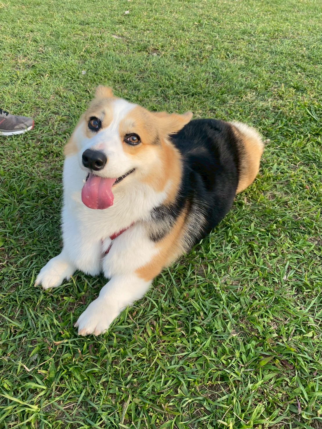 Professional grass inspector taking a brief paws from quality control duties.