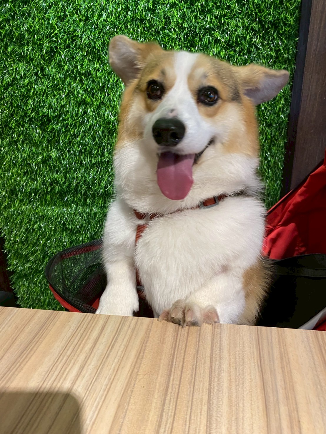 Customer service representative waiting to take your order. Treats highly recommended.