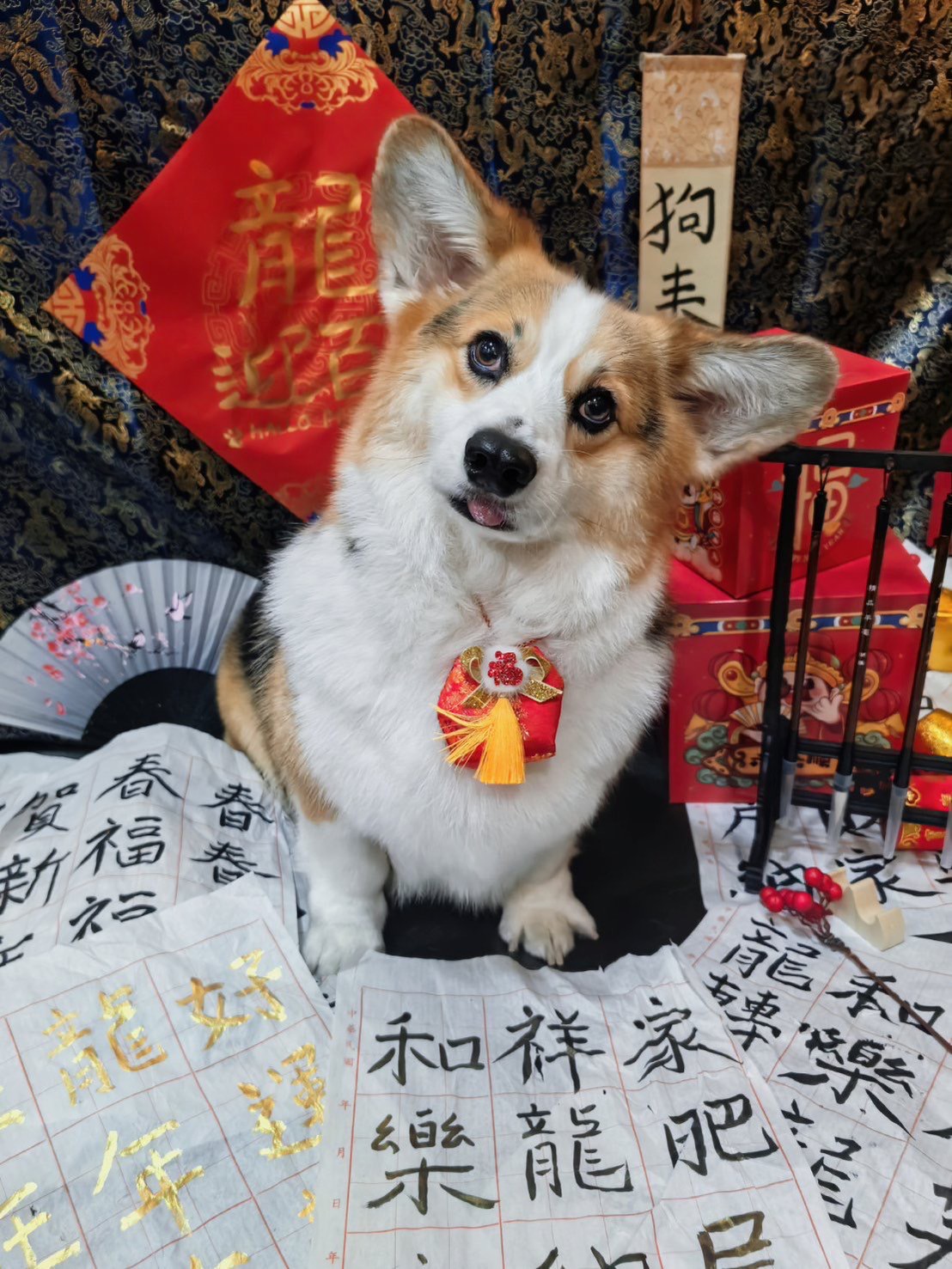 Cultural ambassador celebrating Lunar New Year. Prosperity and belly rubs for all.