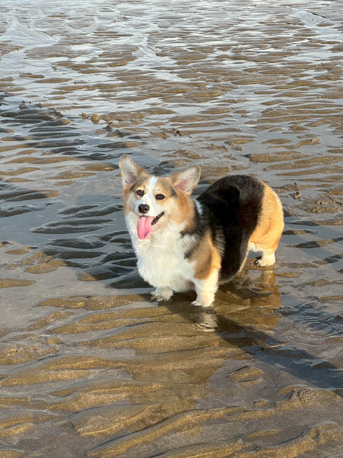 Beach supervisor monitoring tide levels with advanced stubby equipment.