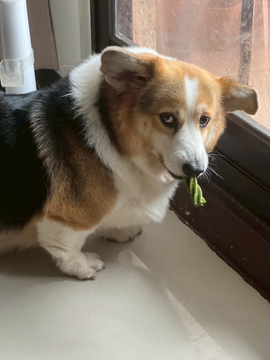 Vegetable security officer confiscating suspicious green item for further investigation.