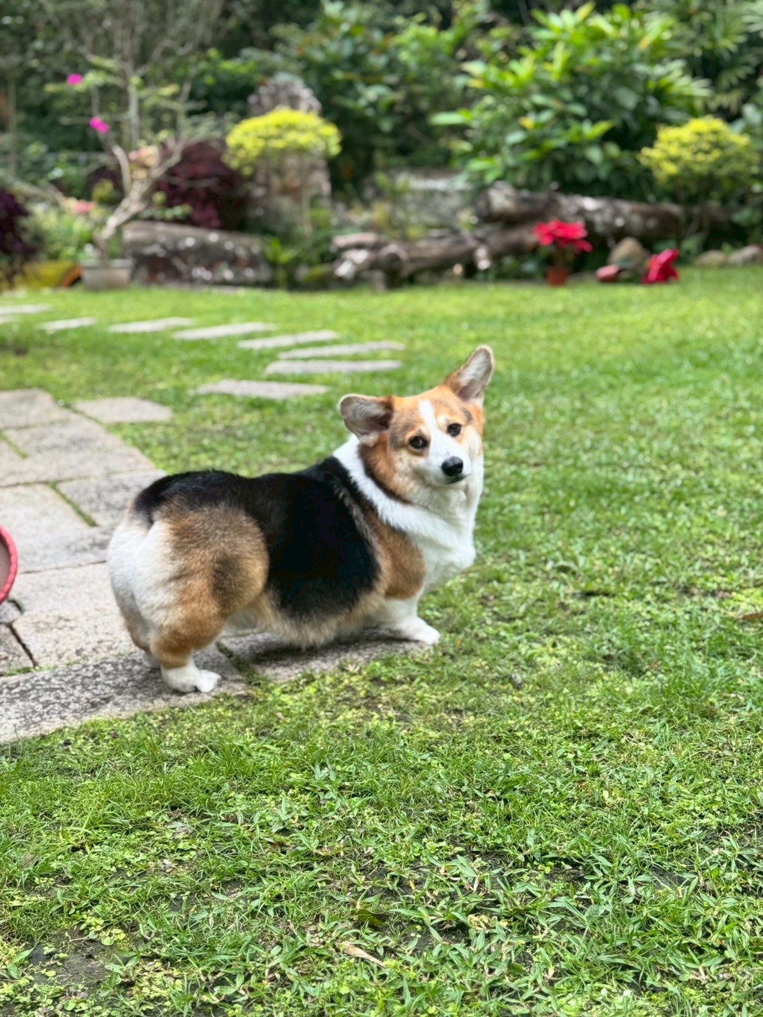 Garden patrol officer on duty. Reports of unauthorized squirrels being investigated.